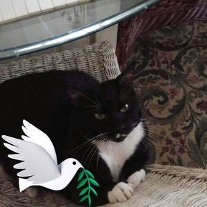 Meet your Posher, Gail